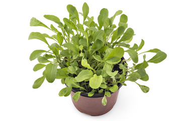 Seedlings of fresh green arugula (Eruca vesicaria) leaves in a pot, isolated on white background. Green eco life diet