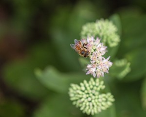 Honeybee on Sedum