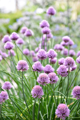 Herbs - Chive Blossoms