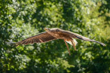 rapace milan