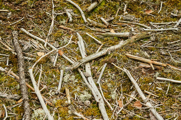 broken gnarled dry branches and green moss in the summer forest