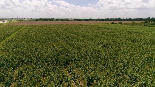 Aerial over agricultural fields with crops