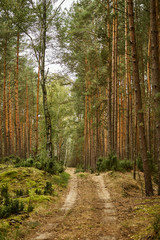 sandy road in a beautiful green pine forest in the summer