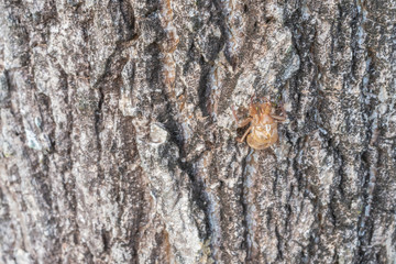 Seasonal Cicada shell attached on tree in nature.