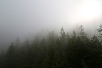 The sun is breaking through the dense fog on a lush mountain landscape