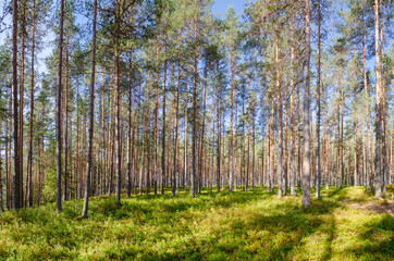 Summer fir forest in Norway