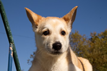 Молодая собака,щенок на фоне синего неба 