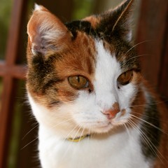 Cat looking curiously 