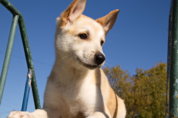 Naklejka na ściany i meble Молодая собака,щенок на фоне синего неба крупный план