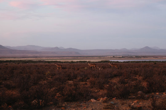 Three kudu in a karoo landscape