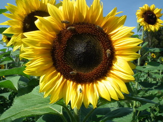 sonnenblume in voller sch&ouml;nheit