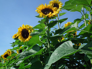 sonnenblumen in voller sch&ouml;nheit