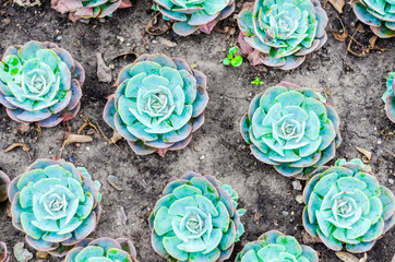 Sempervivum plants in the garden