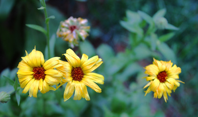 yellow flowers in garden