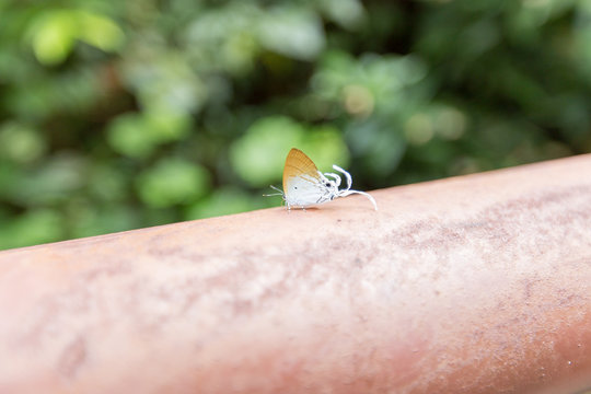 long-tailed butterfly Cheritra freja frigga