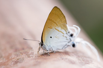 long-tailed butterfly Cheritra freja frigga