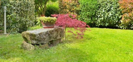 stone bench next to a Japan maple in an ornamental garden 
