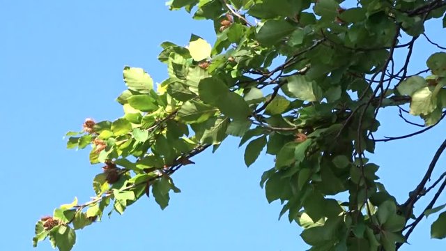 Die Rotbuche (Fagus sylvatica) mit Früchten
