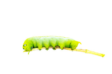 caterpillar isolated on white background