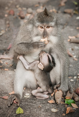 Naklejka premium Balinese macague monkeys feeding her baby at Sacred Monkey Forest