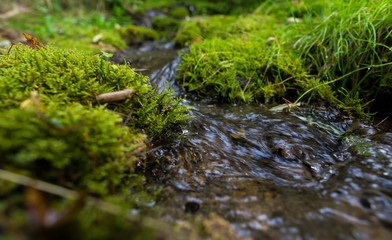 Forest stream in taiga forest. Pure water. Ecology environment