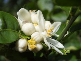 lemon flower