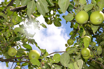 Branches with green apples against the sky.