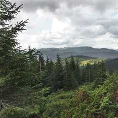 Forest and mountains