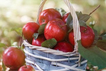 Apples in a basket. Apple harvest. Apple background