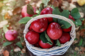 Apples in a basket. Apple harvest. Apple background