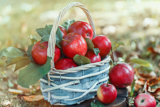 Apples in a basket. Apple harvest. Apple background