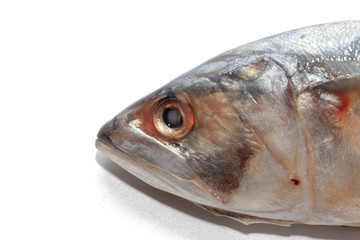 close up of tuna fish on white background