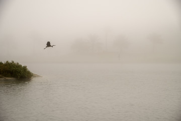 A beautiful Sandhill Crane flying in foggy environment at Saadiyat Island Abu Dhabi