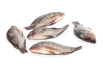 close up of Tilapia fish on white background