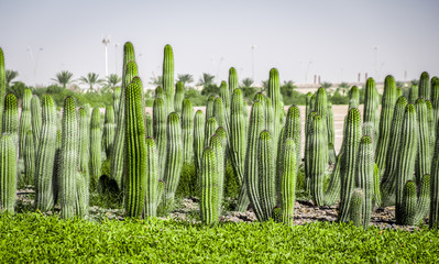 Cactus field at Yas Island, ABu Dhabi, UAE