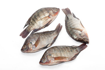 close up of Tilapia fish on white background
