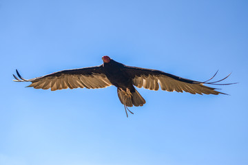 Urubu
