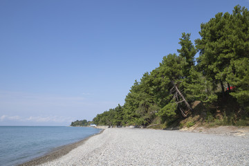pine trees by the sea