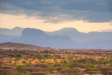 Fototapeta premium Desert shrub-filled plains in evening light against the backdrop of a blue jagged mountain range near Marsabit, in the Kaisut desert, Northern Kenya