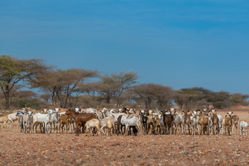 Fototapeta na wymiar A herd of desert goats belonging to a traditional nomadic clan, standing in a sandy clearing against the backdrop of acacias under a sunny blue sky. Located near Marsabit, in northern Kenya