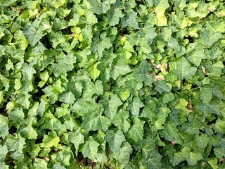 green leaves and garden
