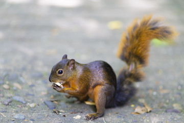 Beautiful Chipmunk Playing