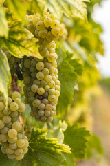 fresh yellow grapes in vineyards