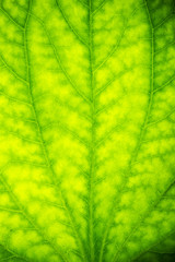 Detail of a fresh green leaf with a drop of dews close up background.