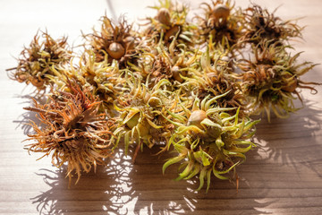 Frische Haselnüsse auf Tisch