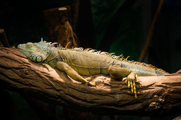 Fototapeta premium zielony iguana - iguana iguana