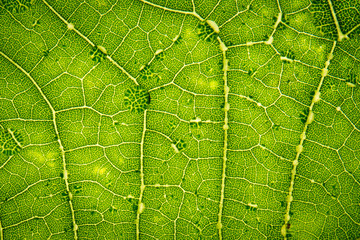 Detail of a fresh green leaf with a drop of dews close up background.