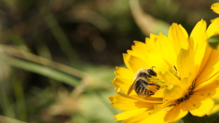 lato pszczoła natura © Magorzata
