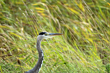 Great blue heron