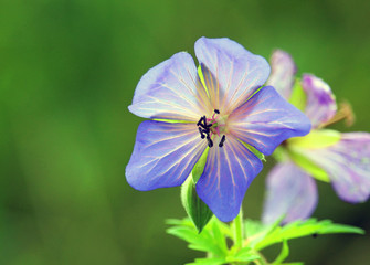 Fototapeta premium Purple flower